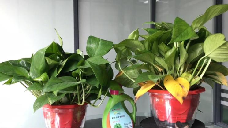 绿萝叶子黄了可以加阿斯匹林吗,绿萝黄叶用阿司匹林可以吗