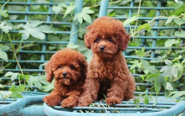 灰色泰迪怎么判断灰泰迪纯不纯,刚出生泰迪有白色杂毛是不是不纯