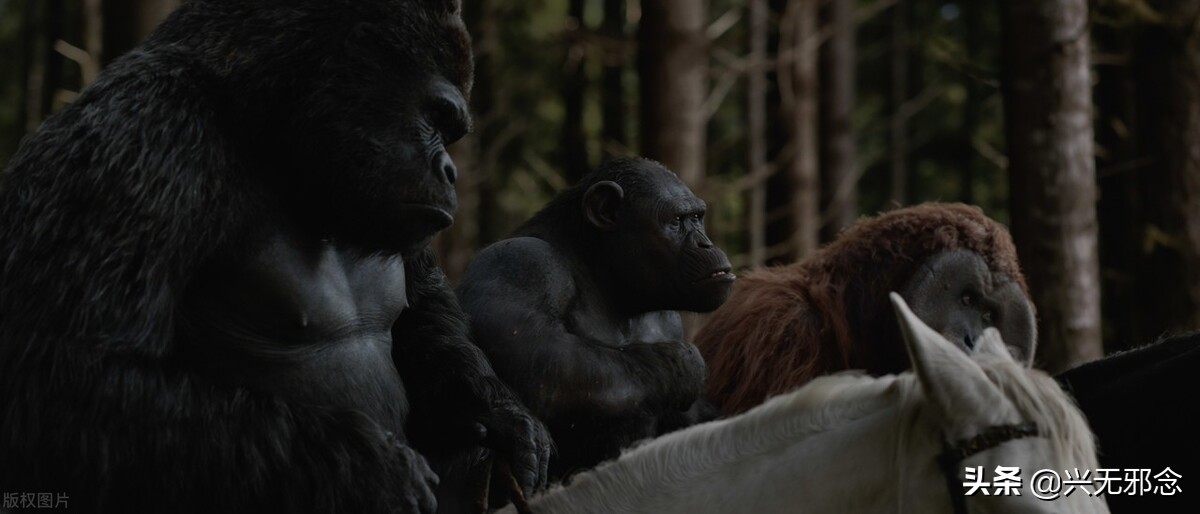 那些被忽视的动作片,近期热门动作片