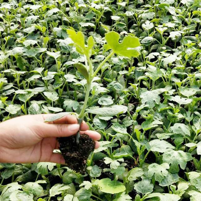 盆栽西瓜化瓜的原因和解决方法,冬季日光温室黄瓜化瓜原因及对策