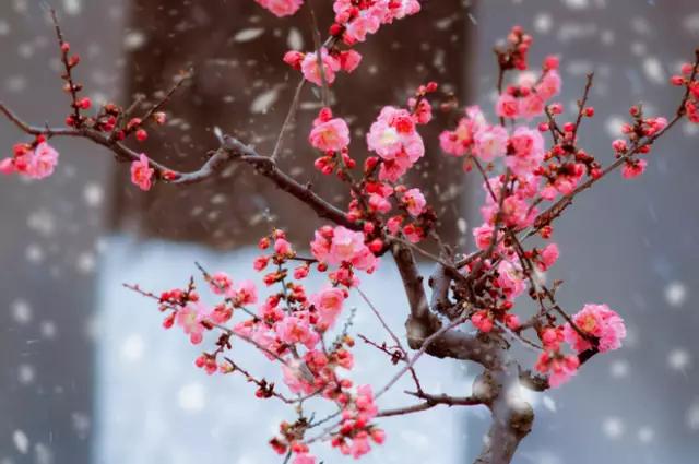 冬天能扦插蟹爪兰放室内还是室外,这4种花现在扦插最容易生根杀菌