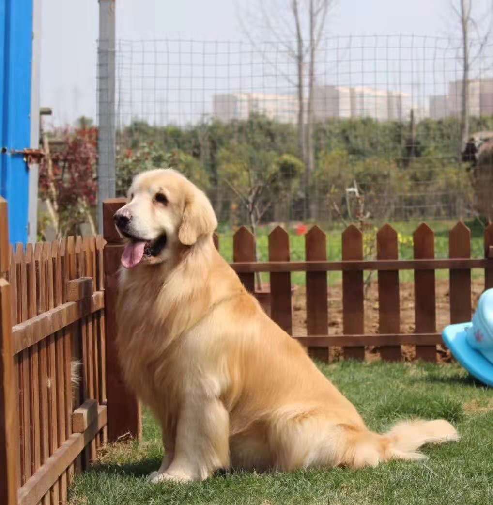 犬细小病毒的临床治疗,犬细小病毒心肌炎型的临床症状