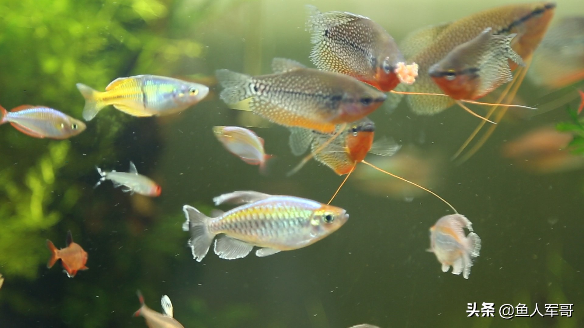 小观赏鱼怎么养着养着就死了,观赏鱼最好养的品种不需要经常喂