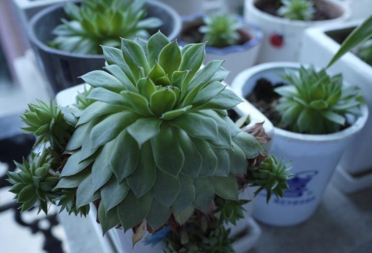 观音莲的禁忌和副作用,观音莲风水上有忌讳吗