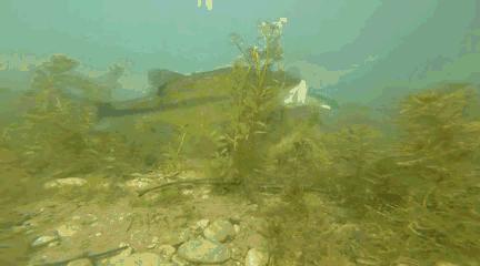 国内淡水十大凶猛鱼类排行,十大掠食性鱼类排名