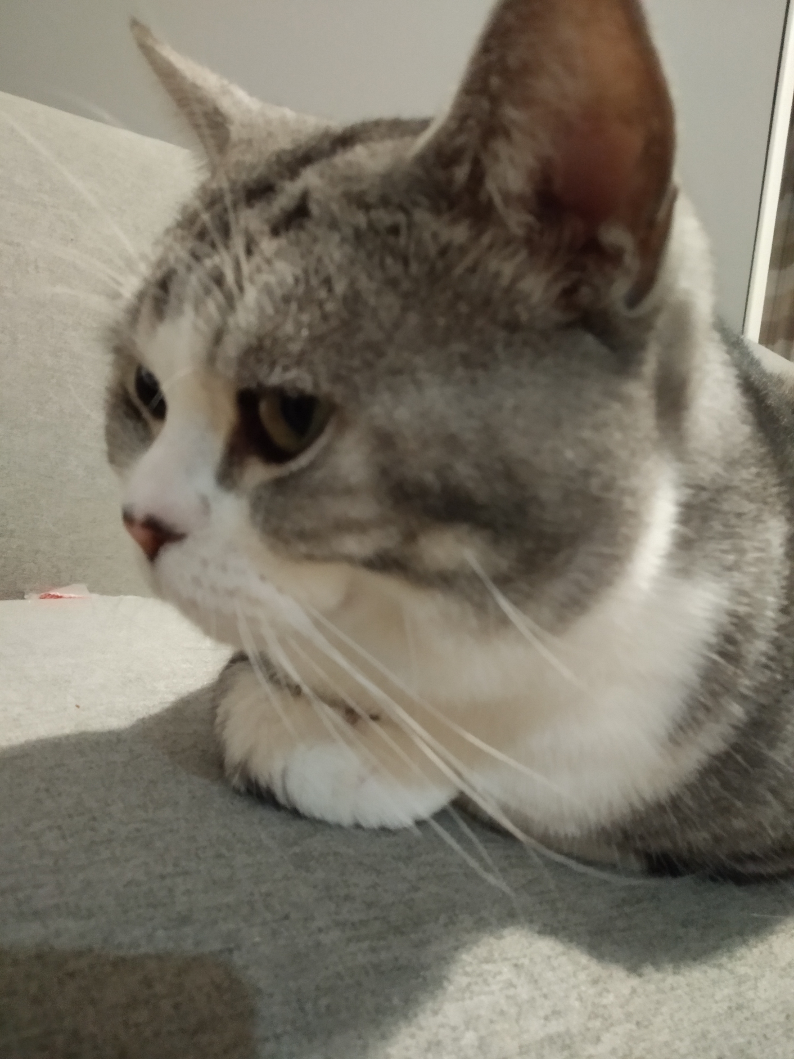 别再这样养猫了新手养猫10大误区,养猫人必须知道的十条养猫知识