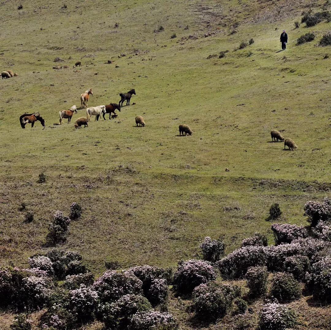 乌蒙大草原高山矮杜鹃,盘州市乌蒙大草原高山