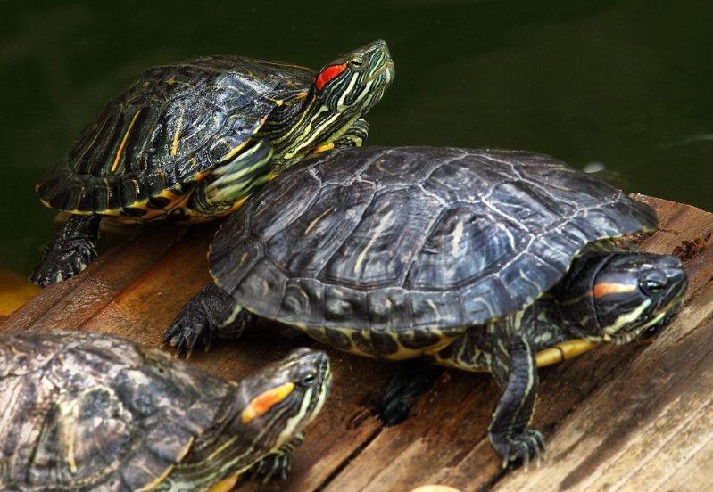 巴西龟的正确放生方法,巴西龟放生触犯了哪一条法律