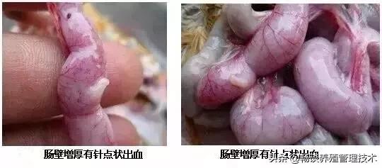 蛋鸡生病前粪便有什么症状,蛋鸡粪便呈褐色怎么回事