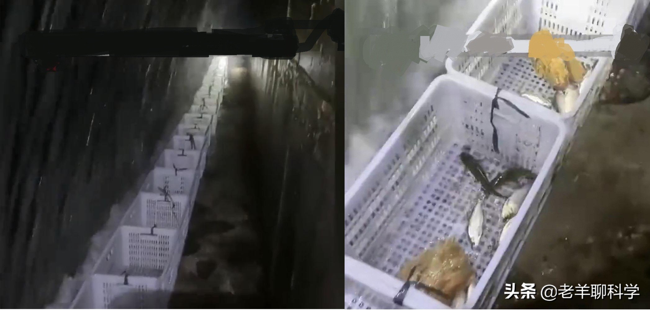 山东一水库泄洪引来数千人捞鱼,一大坝挖出大鱼