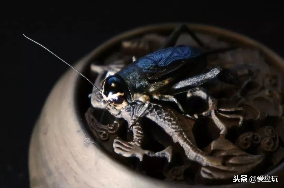 鸣虫之油葫芦和蝈蝈,蝈蝈蟋蟀油葫芦三大鸣虫叫声