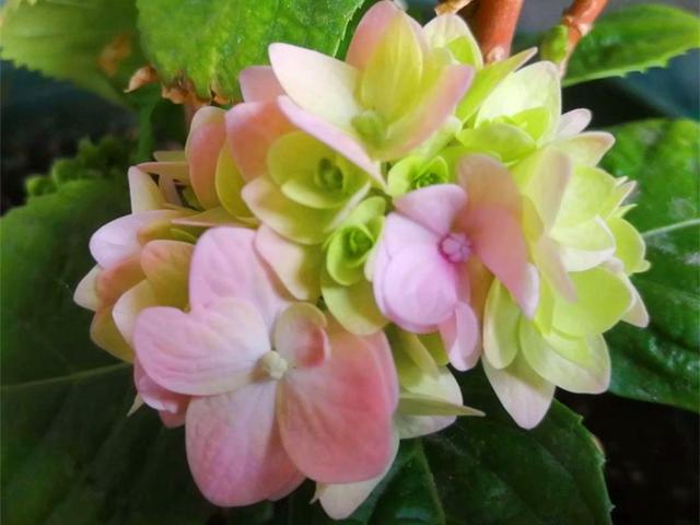 不止因为病虫害,这些原因也可能导致绣球挂掉,但是可以挽救