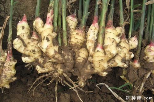 大棚生姜种植方法和最佳时间,大棚无土生姜栽培