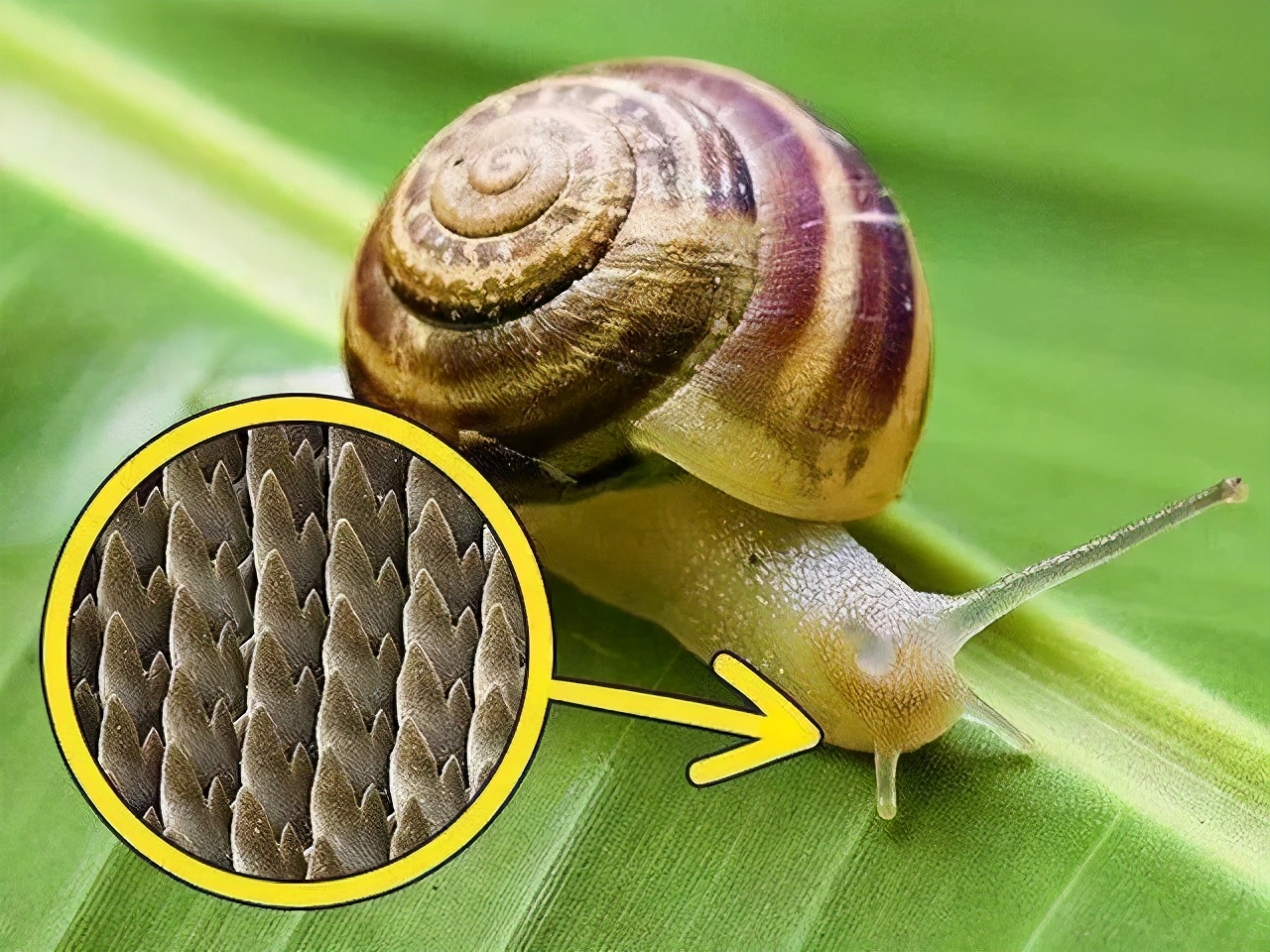 最大蜗牛入侵我国,南方到处是:非洲人的美食,中国人却不敢吃