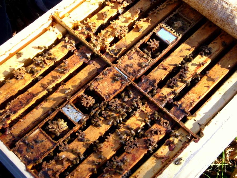 中蜂横养和竖养哪个产蜜量高,中蜂活框饲养怎么取蜜