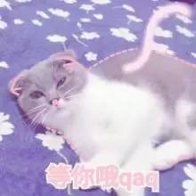 养猫常备药物推荐,铲屎官必备驱虫药