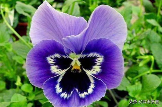 蝴蝶花的诗句大全,蝴蝶花诗句经典名句