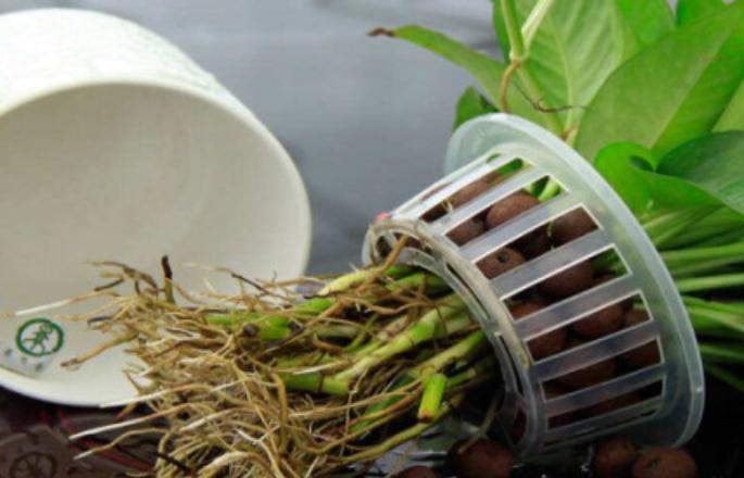 水培绿萝怎么养才能长得更旺盛,水培绿萝怎么养才能更旺盛不发黄