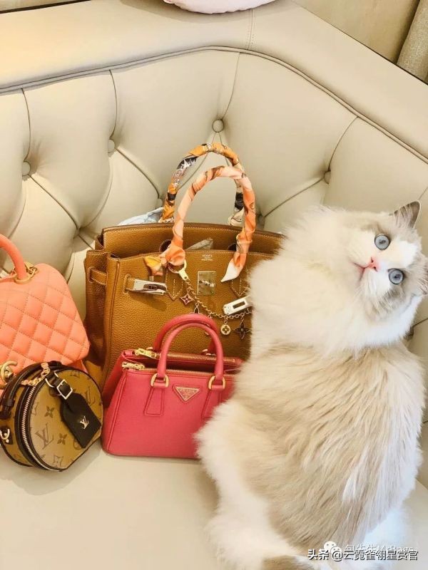 好看又大的宠物包,超好看的宠物包