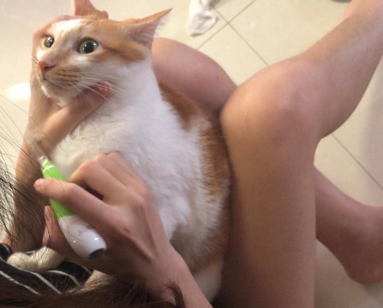 猫怎么刷牙正确方法,猫不想刷牙什么东西可以给猫刷牙