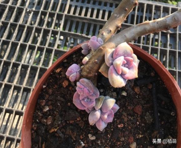 紫乐单头多头哪个好,紫乐单头怎么爆多头