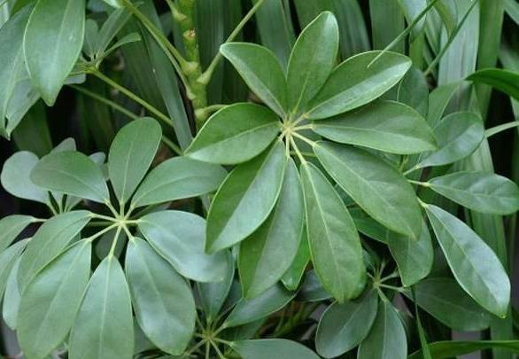 招财树叶子发黑怎么办需要修剪吗,家里的招财树放什么位置好呢