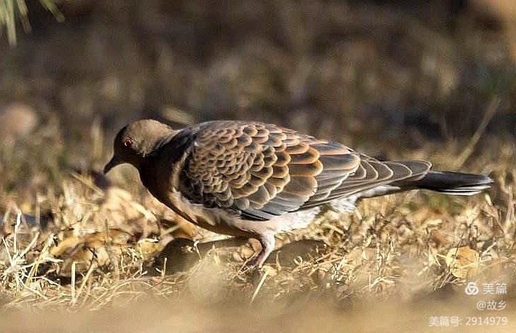 山斑鸠是几级保护动物,山斑鸠叫声原唱