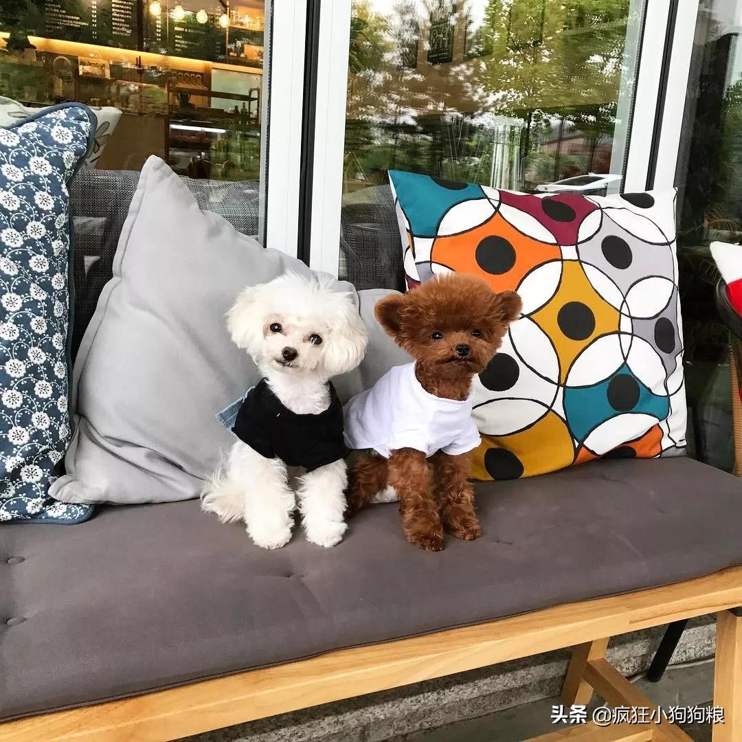 小泰迪能做立耳吗,立耳小泰迪视频