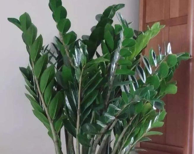 金钱树怎么养才能枝繁叶茂,金钱树怎么养才根壮叶茂