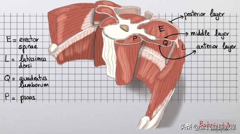 松解胸腰筋膜的作用,胸腰筋膜损伤的最快恢复方法