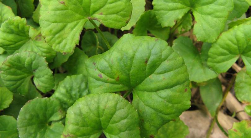 30年前，路边1种积雪草，还是次等猪食，如今却成网红“美容草”