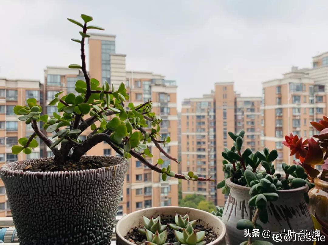 金枝玉叶干枯一碰就掉,金枝玉叶一夜之间掉了好多叶子