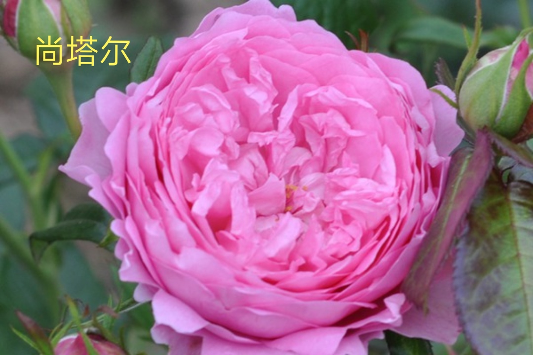 切花火焰月季的优缺点,常见切花月季一览