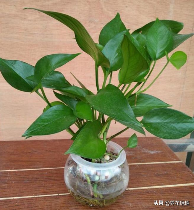 室内水养绿萝怎么养才能更旺盛,水养绿萝的养殖方法及注意事项
