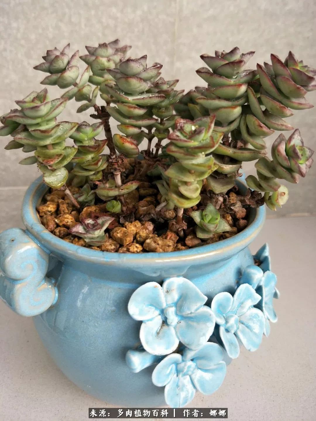 篱笆花开情常在，守你一生不变！