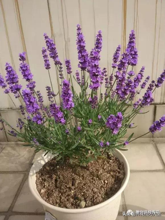 帮助睡眠的花水养,睡眠不理想试试养这4种花