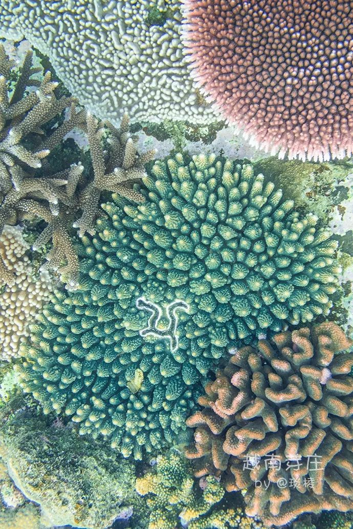 中国可浮潜的海湾,世界最美且可以浮潜十大海滩