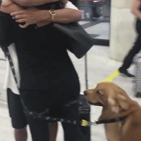 怎么惹金毛生气,金毛惹主人生气