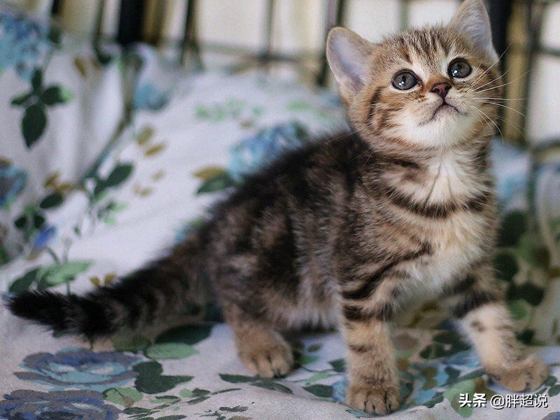 美短猫癣治愈前后的变化,美短猫癣用什么药