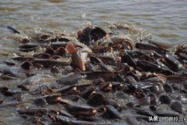 恒河的“烦恼”，鲶鱼已多到泛滥成灾，钓友：高价请我都不去钓！