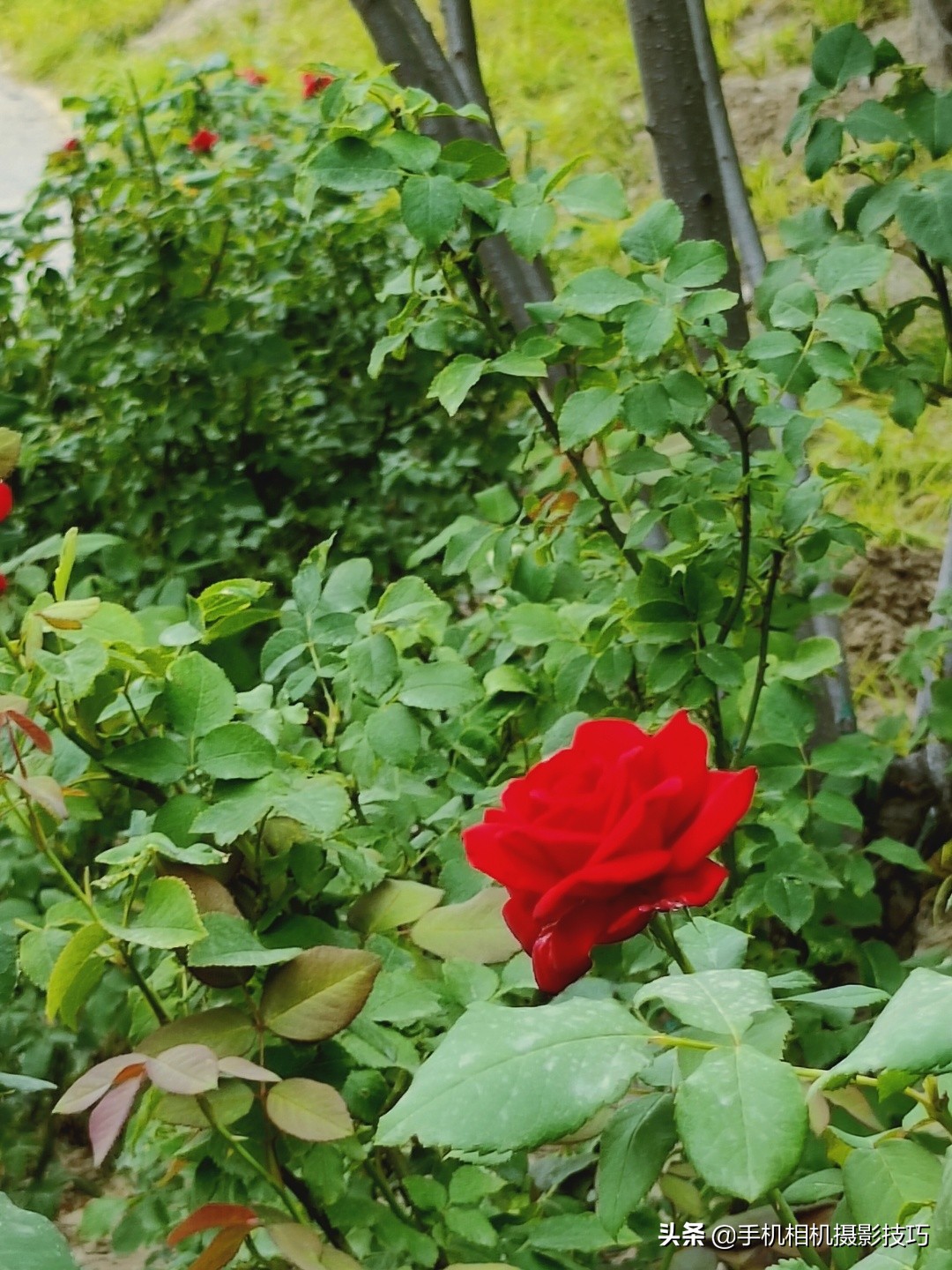 为什么大部分手机不使用长焦镜头,手机的长焦镜头变焦时会动吗