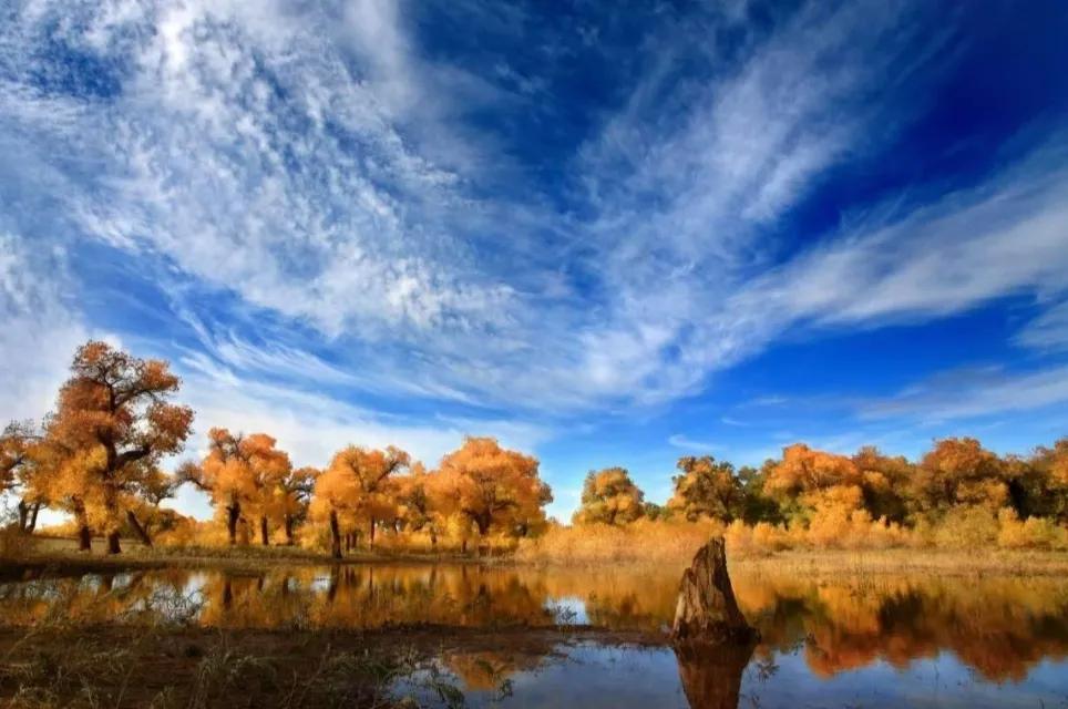 内蒙苁蓉生长在什么位置,内蒙哪产肉苁蓉