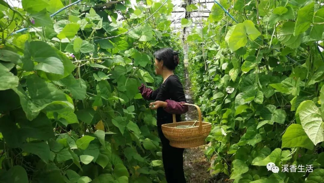 西溪南古村落惬意慢生活,徽州西溪南生活