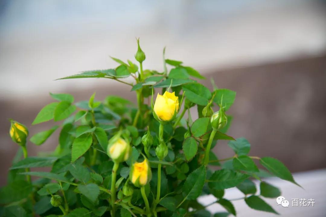 怎么养花才能养得好月季,怎样浇水才能使花更好的生长