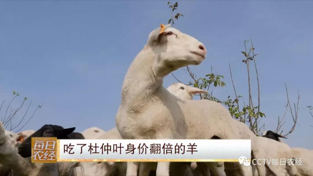 吃得了杜仲，卖的出价钱的羊