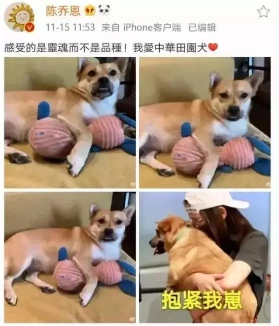 土狗对土主人忠诚吗,土狗vs洋狗