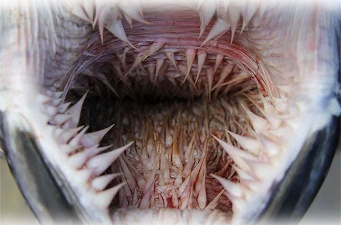 海龟没有牙齿靠什么来咬合,哪种海龟嘴里长满了尖刺