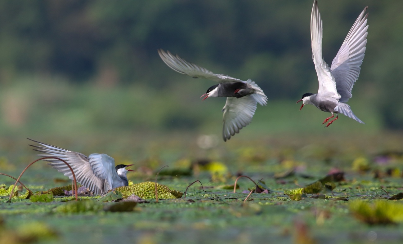 用镜头捕捉瞬间用光影记录感动,用镜头记录人生用心灵感悟美好