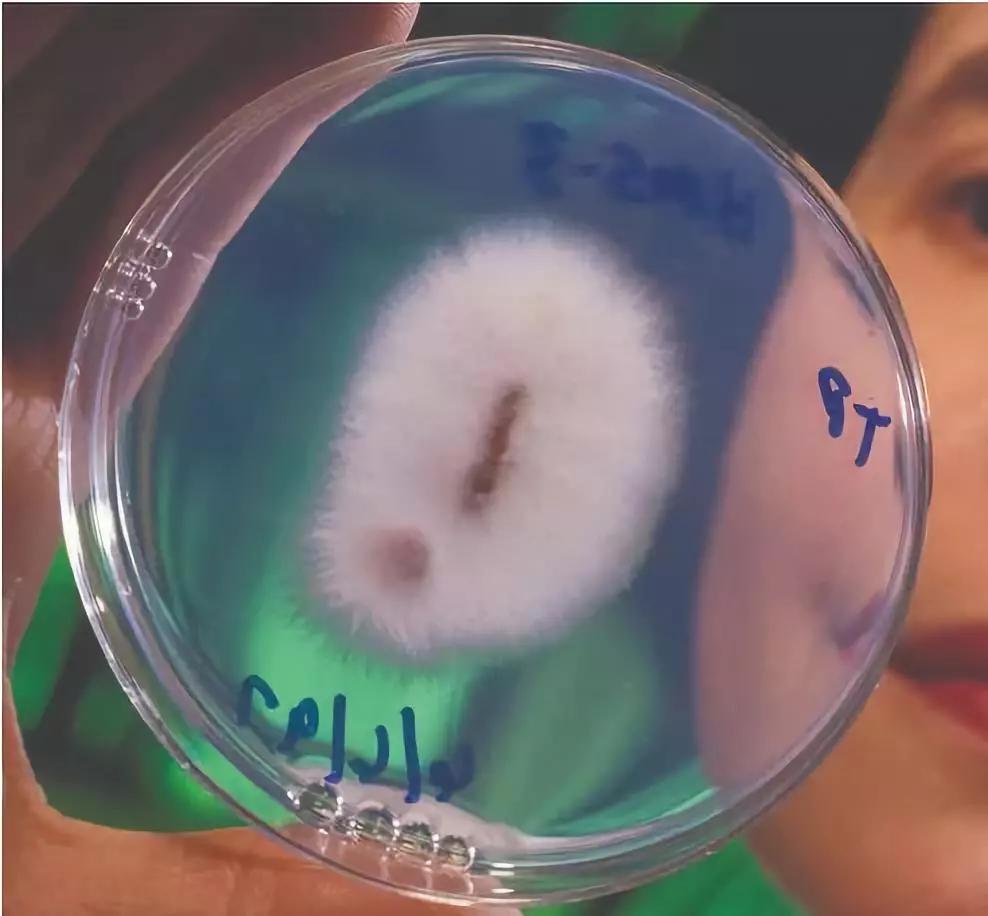 警惕病毒次生危害,警惕多种病毒一并来袭