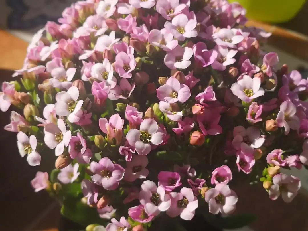 长寿花单瓣品种大全,长寿花100种颜色图片